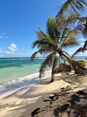 Uma praia com águas turquesa cristalinas, uma palmeira e um areal arenoso.