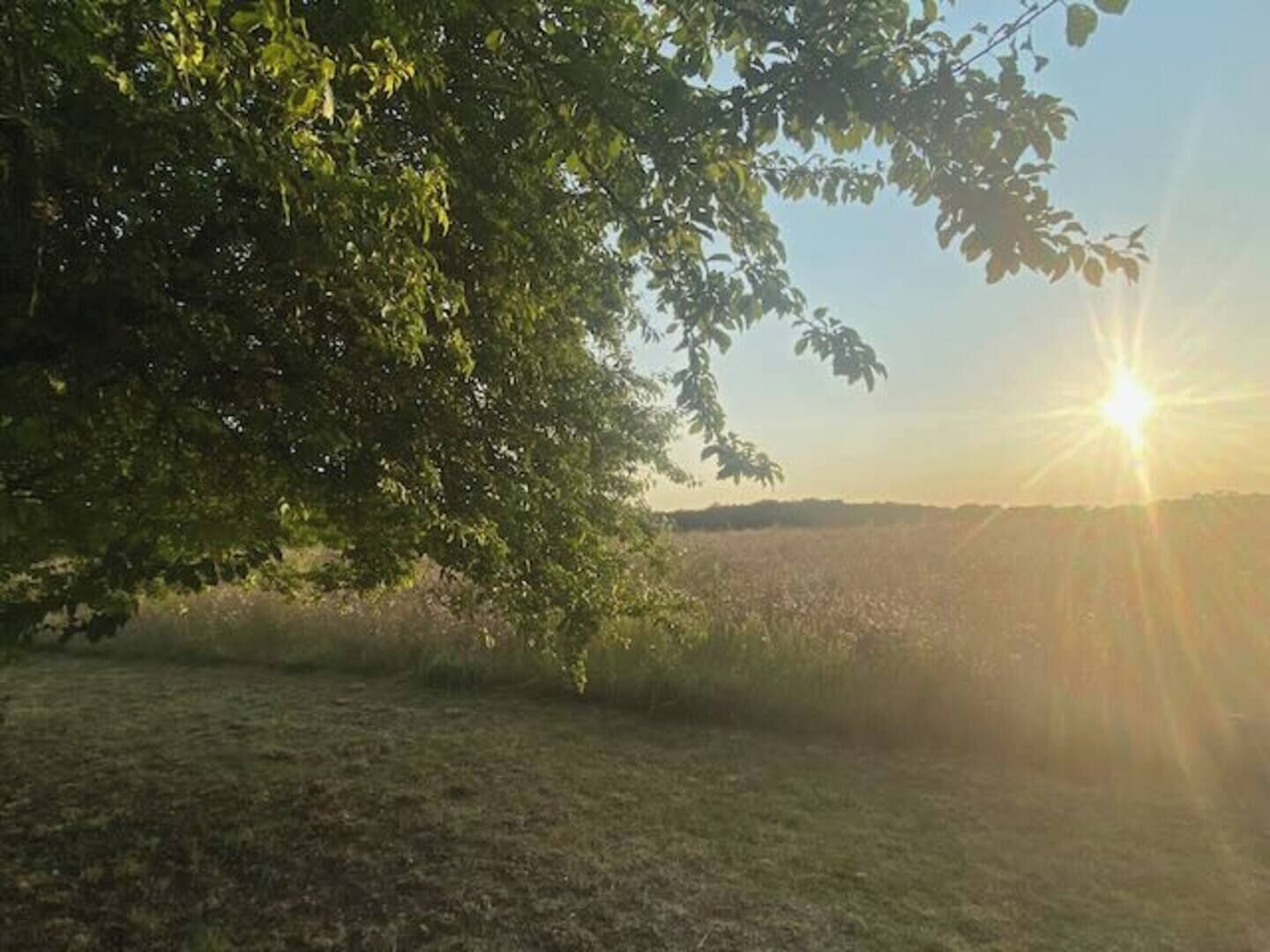 A natural landscape with a tree and a field under a bright sun.