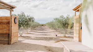 A pathway leading to a wooden structure with a dartboard, surrounded by olive trees.