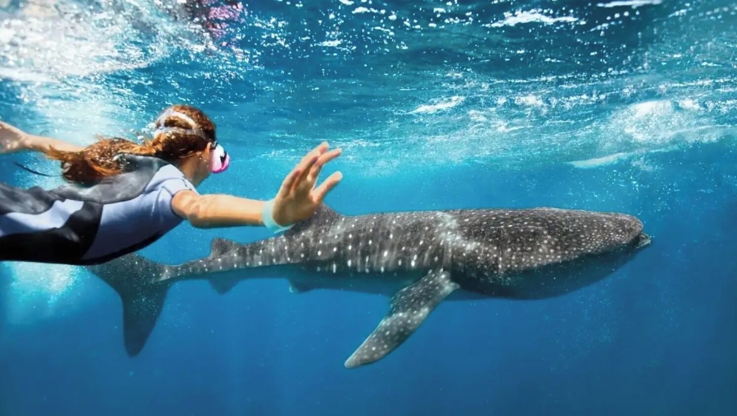 Una persona nadando bajo el agua con una ballena.