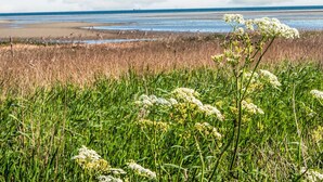 Eine Küstenlandschaft mit Strand, grünen Flächen und weißen Blüten.