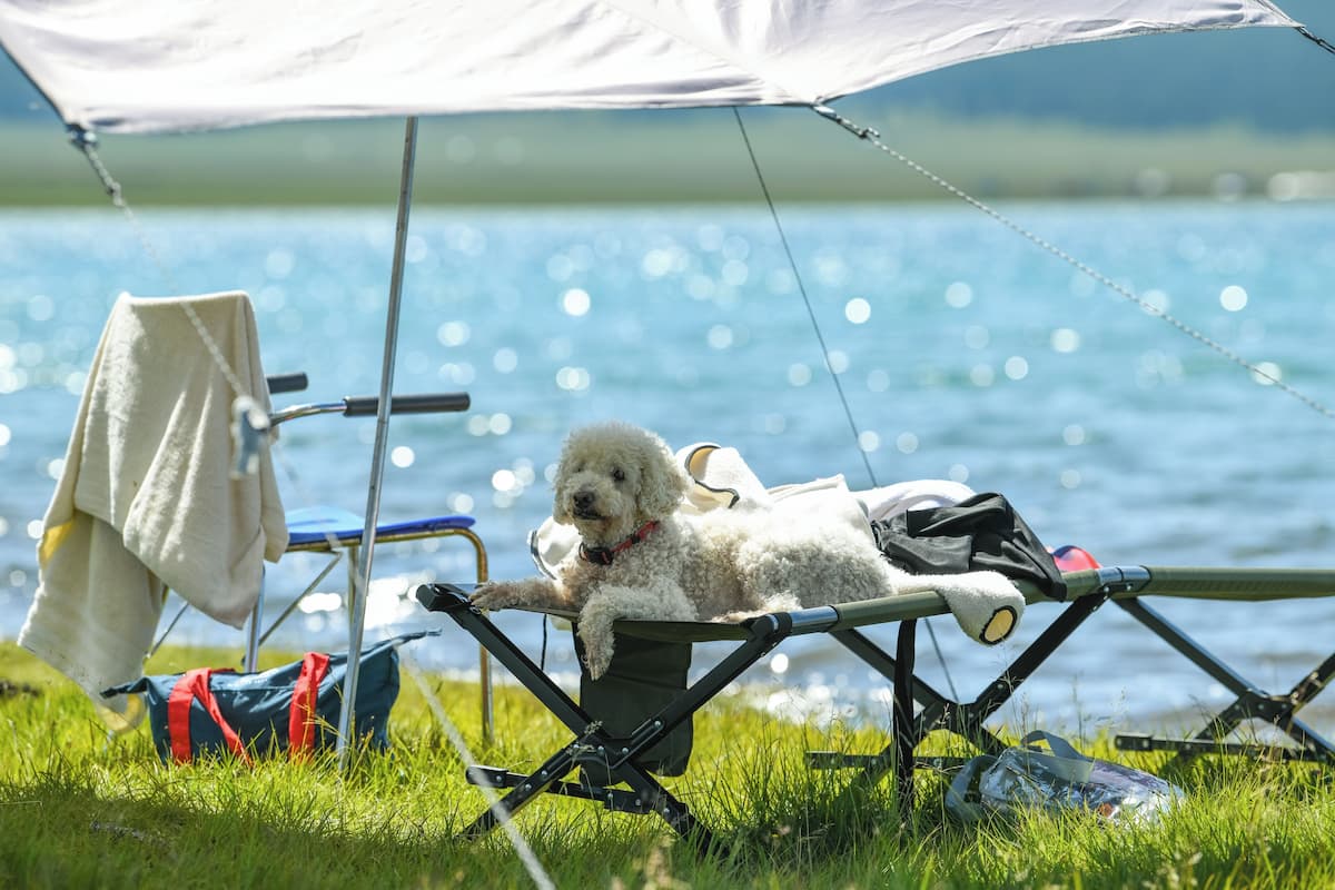 A dog lying on a camping chair by a lake with a tent overhead.
