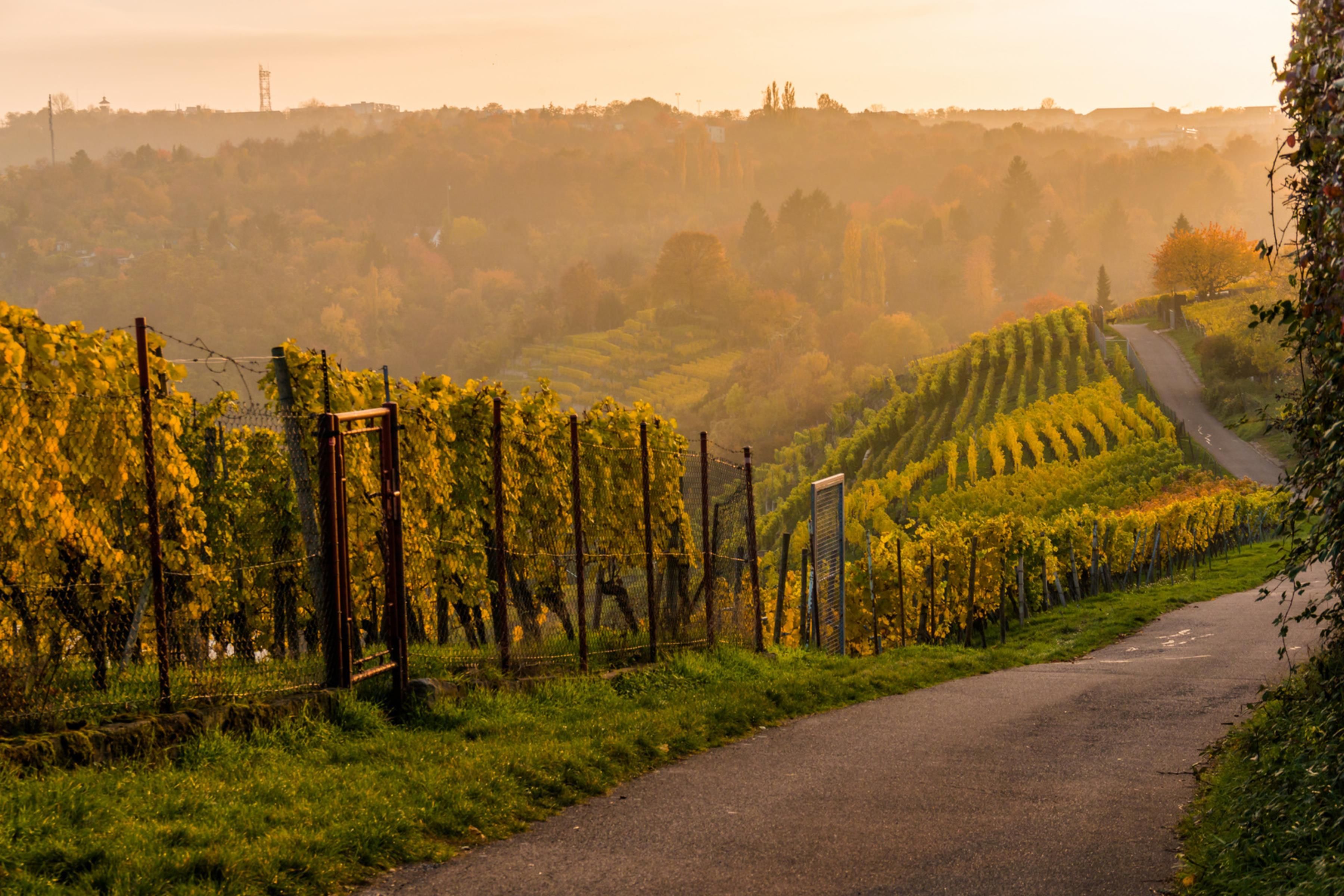 Ein Weinberg mit Reihen von Reben, eine kurvenreiche Straße und eine hügelige Landschaft im Hintergrund.