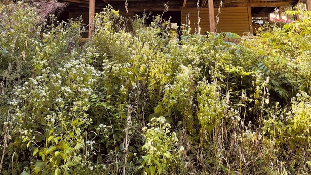 Una cabaña de madera con balcón, rodeada de vegetación densa.