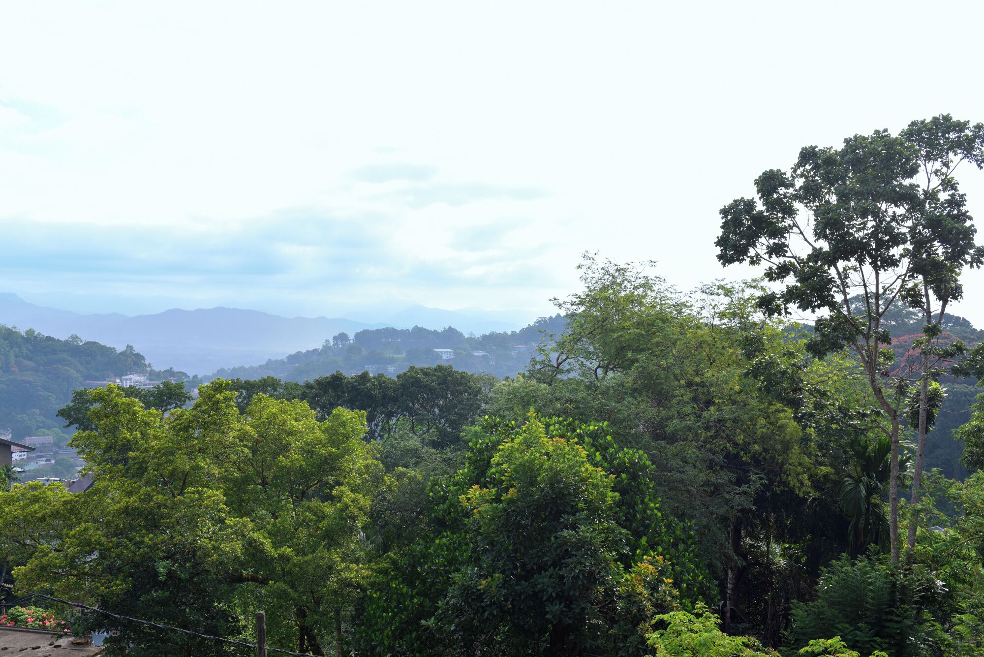 A lush green landscape with dense foliage and distant hills.