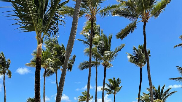 Une plage bordée de palmiers, un ciel bleu azur et l’océan.