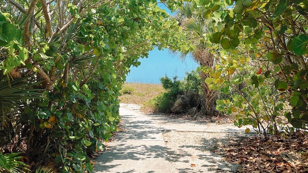 A pathway surrounded by dense foliage and trees. - The Cottage (Brevard County)