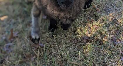 Hobby Farm and Hunting Cottage