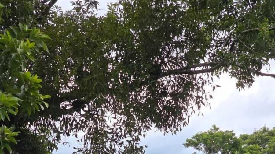 Casa Pura Vida Arenal