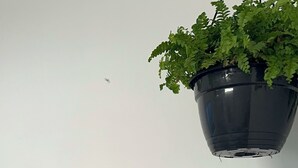 Ett badrum med toalett, handfat, en hängande växt och hyllor med handdukar och hygienartiklar.