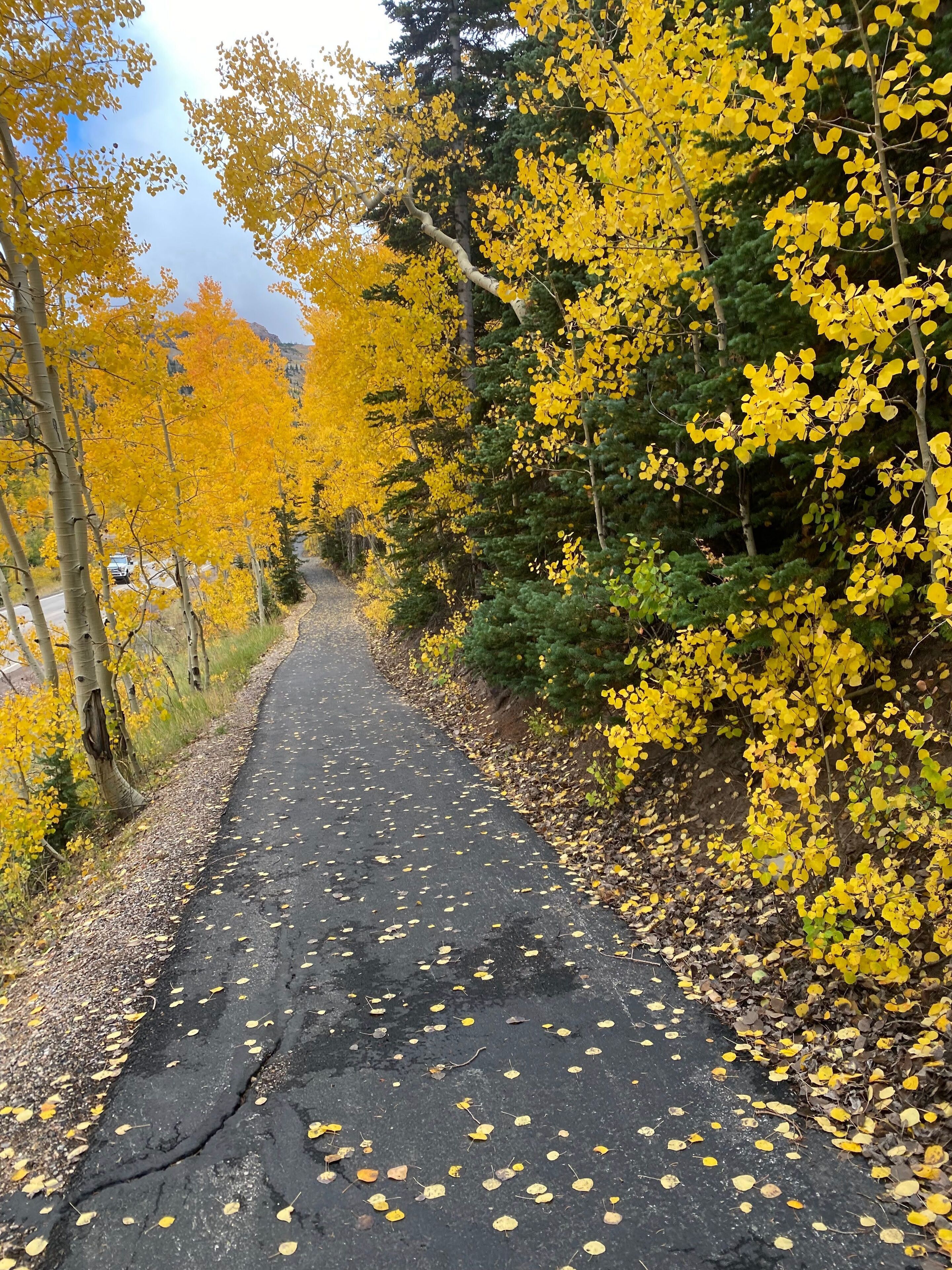 A paved path surrounded by trees with yellow leaves.