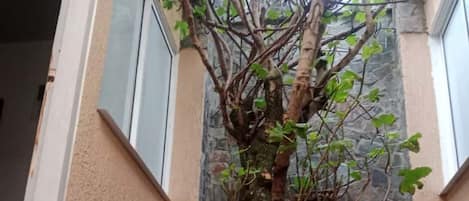 A building with a stone wall and a tree growing against it.