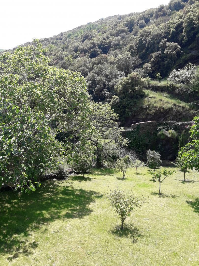 Un prato verde con alberi e una collina sullo sfondo.