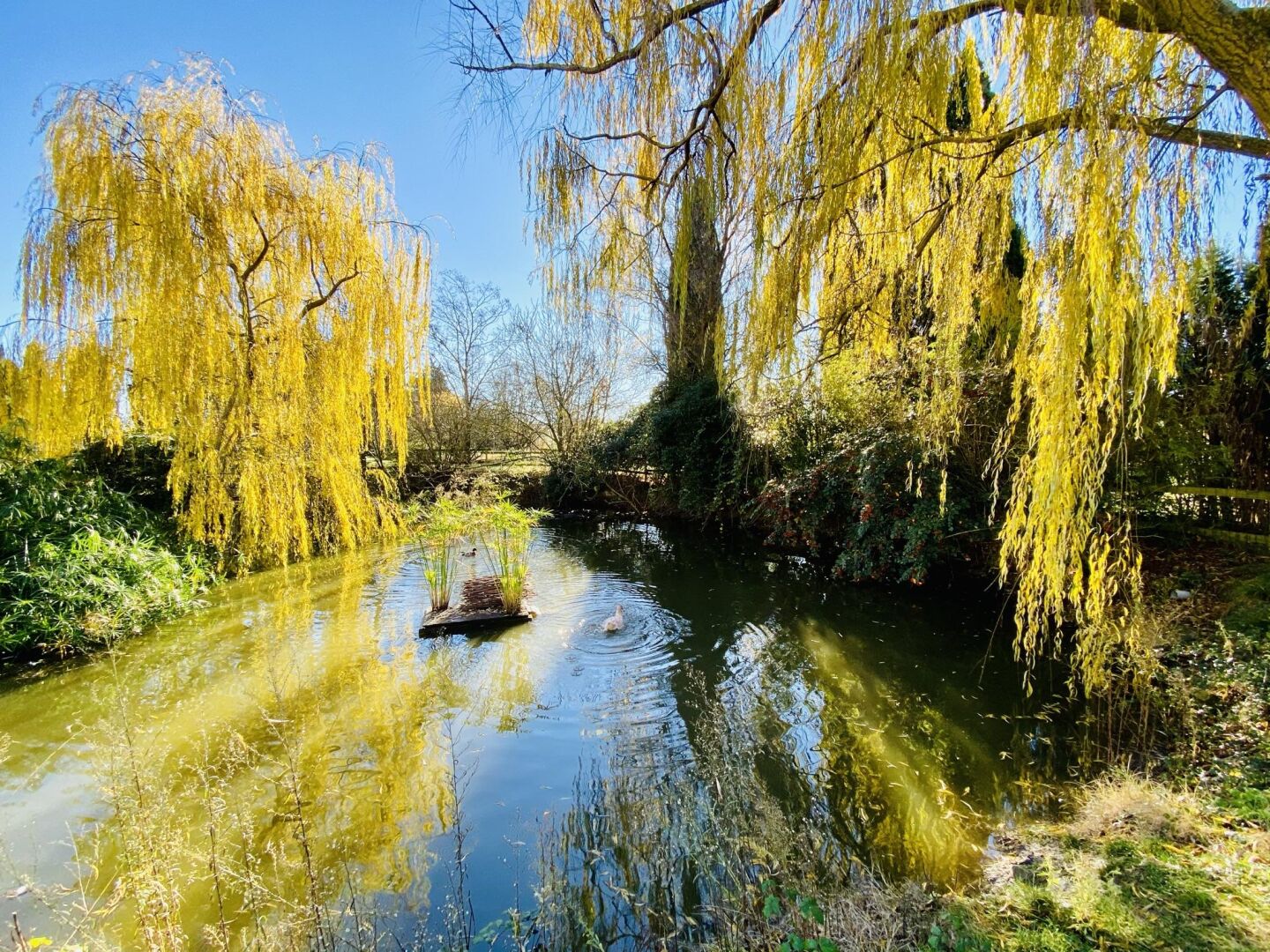 Un río tranquilo flanqueado por sauces llorones.