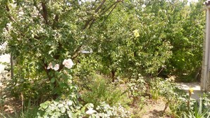 A garden with various plants and a wooden fence. - Camplong l'Alaric - CAMPLONG D'AUDE (CAMPLONG D'AUDE)