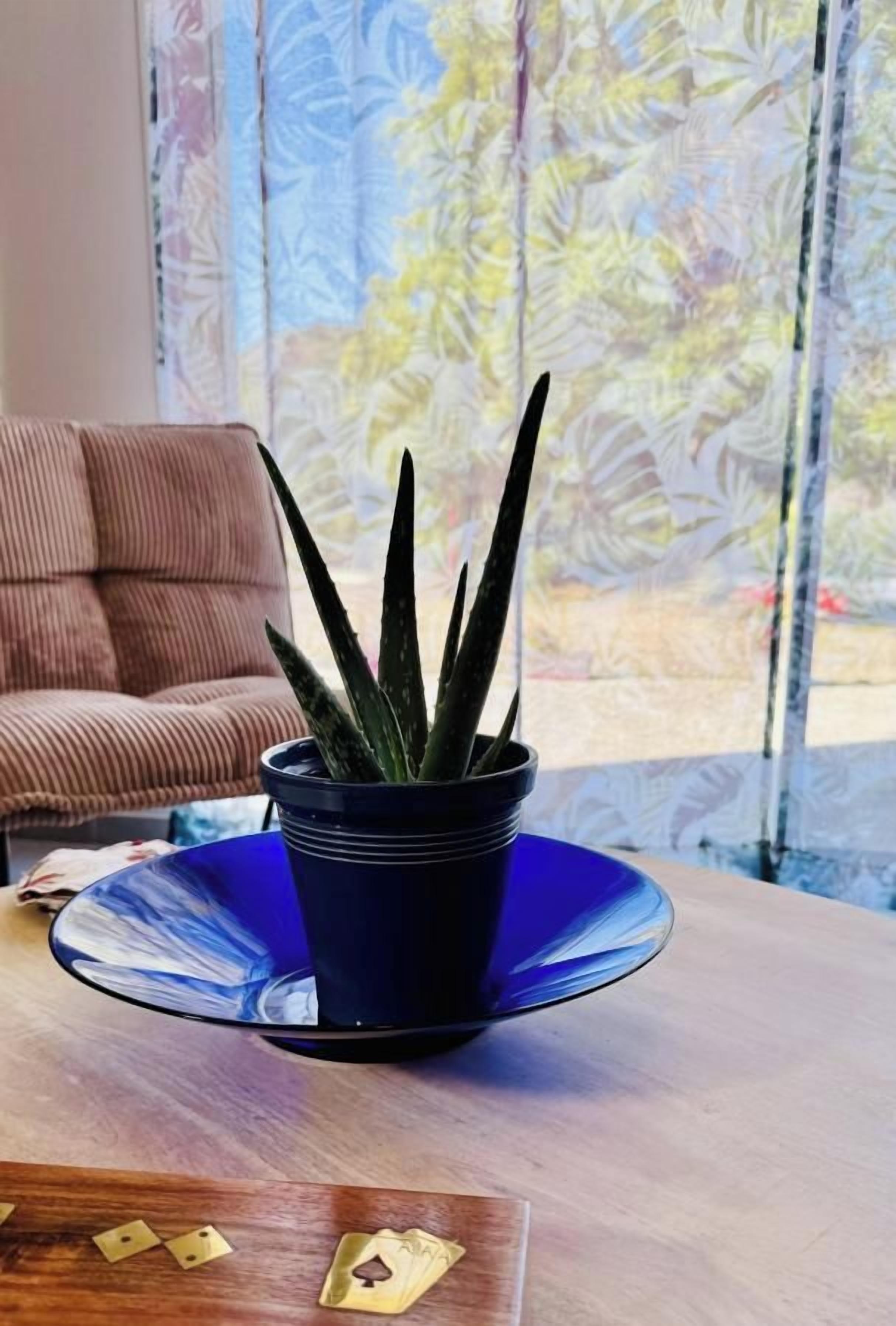 Una planta de áloe vera en maceta sobre un plato de vidrio azul, sobre una mesa de madera.