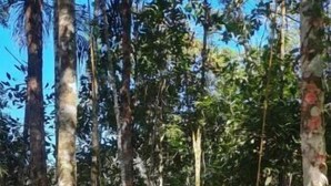 A forested area with a wooden bench surrounded by trees and foliage. - Tree House (Marechal Floriano)