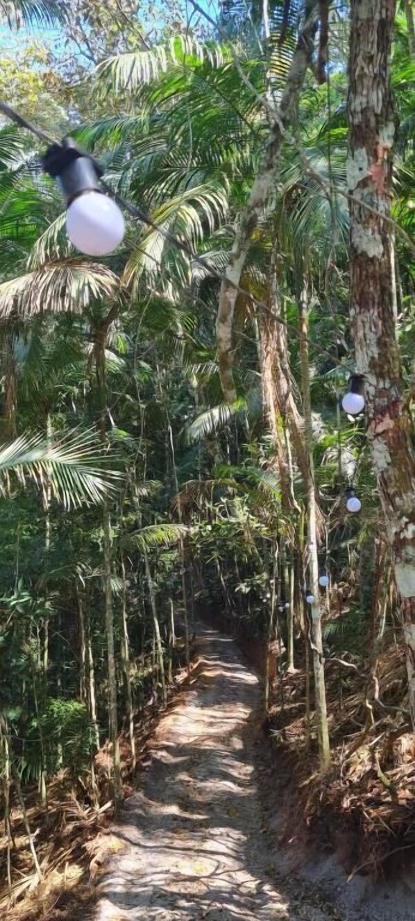 A narrow forest path surrounded by tall trees and hanging light bulbs. - Tree House (Marechal Floriano)