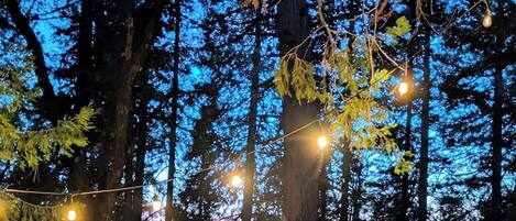 A forest with tall trees and string lights.