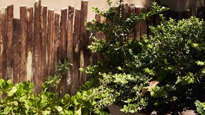 A wooden fence, a potted plant, and a building with a sloped roof and vents. - Cocaloba Adobe by Wynwood House (Máncora)