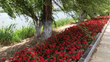 A pathway lined with red flowers and trees.