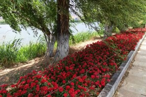 A pathway lined with red flowers and trees. - CHP. Hotel (Heqing)