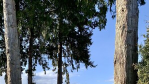 Un paysage paisible, avec de grands arbres, un petit bâtiment et une vue lointaine sur des montagnes et de l’eau.