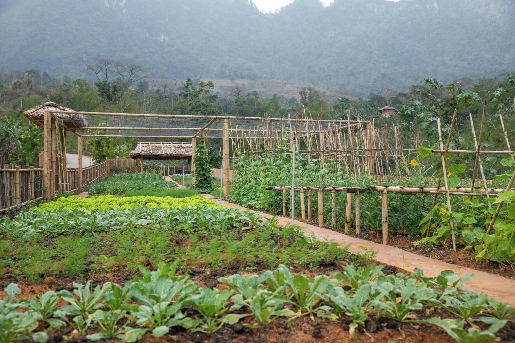 Een groententuin met verhoogde borders en een bamboe trellis constructie.
