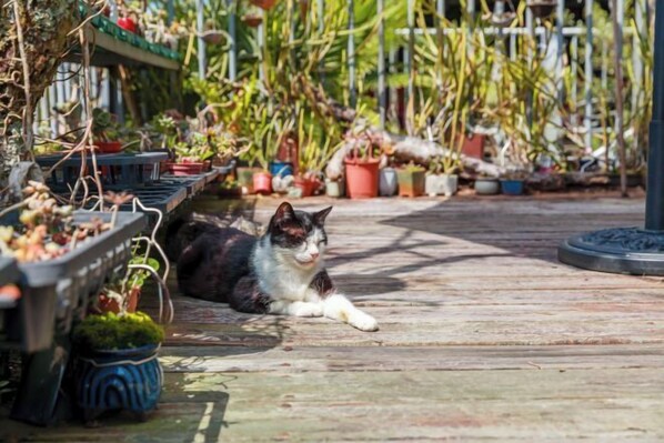 A cat lying on a wooden deck surrounded by potted plants. - Alishan Sunrise B&B (Chiayi County)