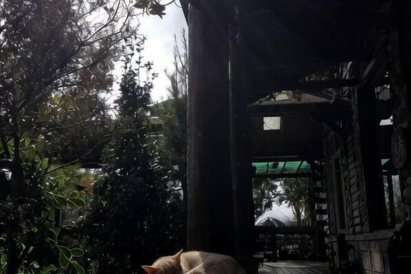 A covered outdoor area with a wooden structure, surrounded by greenery. - Shiwai Taoyuan B&B (Nantou)