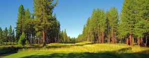 A forested area with a clear sky. - Basecamp Luxury Truckee retreat in Grays Crossing (Truckee)