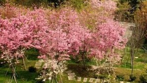 A garden with pink flowering trees and a stone pathway. - Liching Garden Village (Nantou)