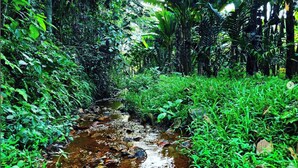 A narrow stream with clear water, surrounded by dense green foliage and trees. - Acrewood Farmhouse - Pool Villa (Muvattupuzha)