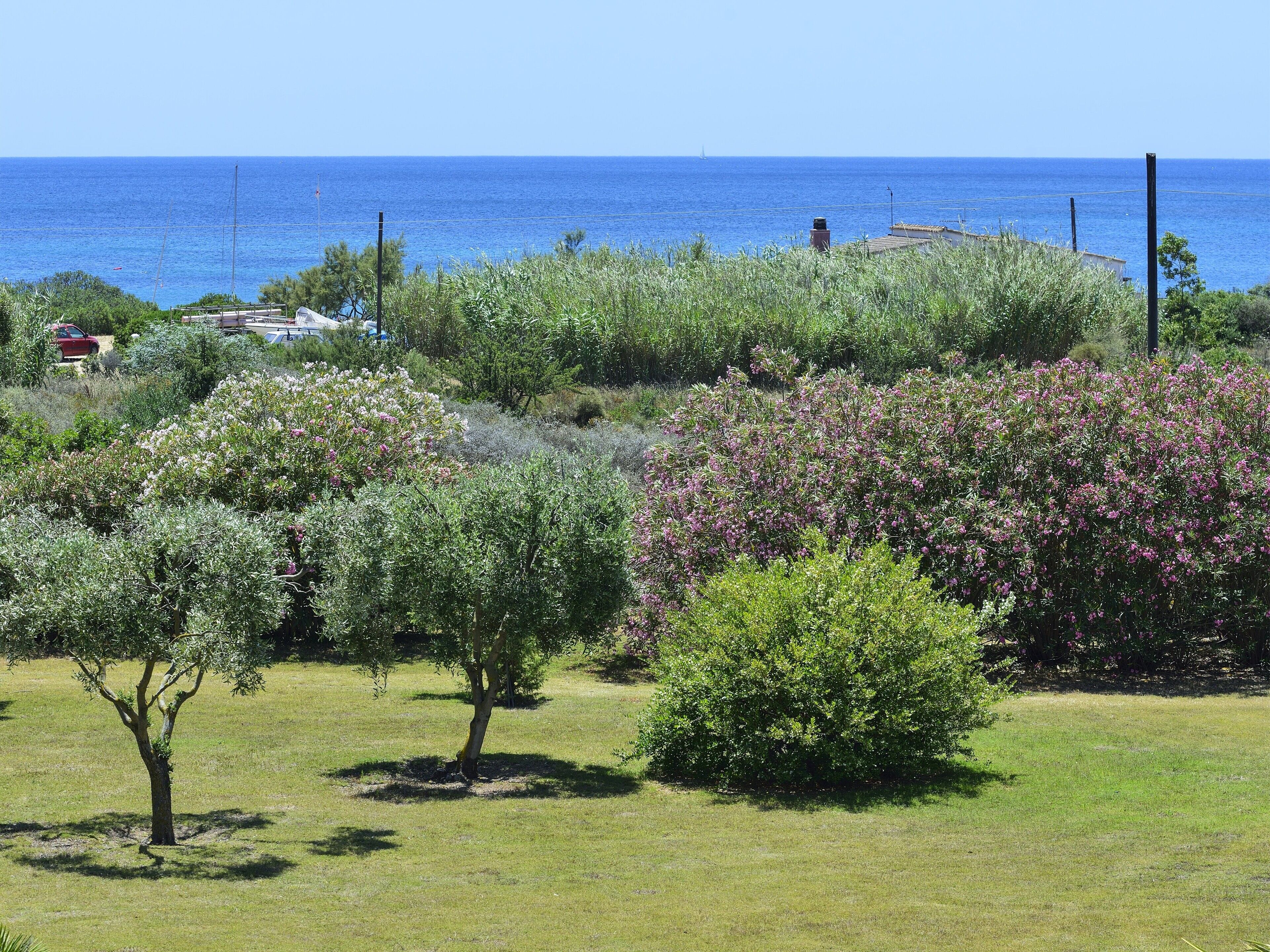 Un paysage côtier avec une zone herbeuse, des arbres et une vue sur la mer.