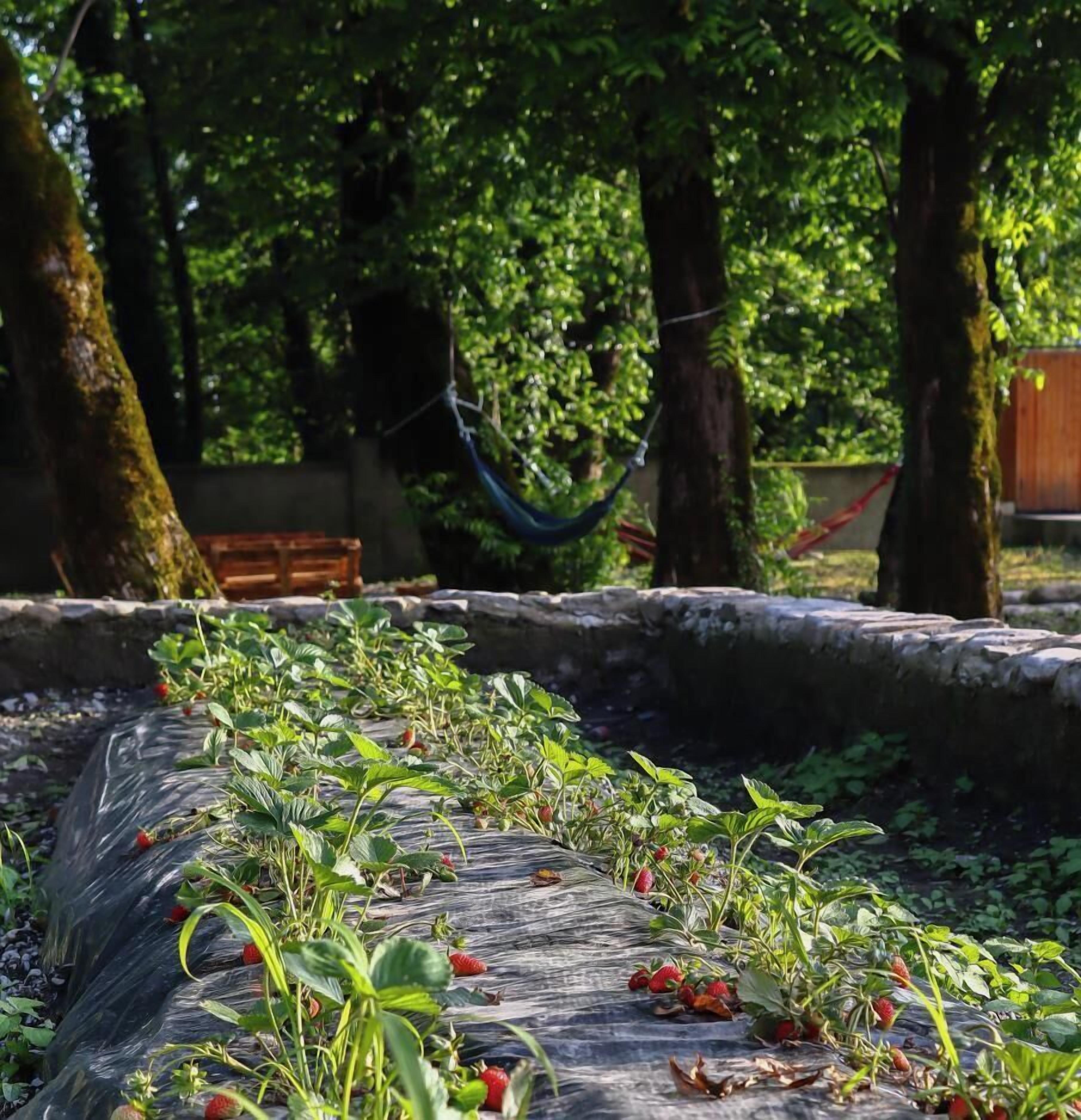 Un jardín con plantas de fresa y una hamaca al fondo.