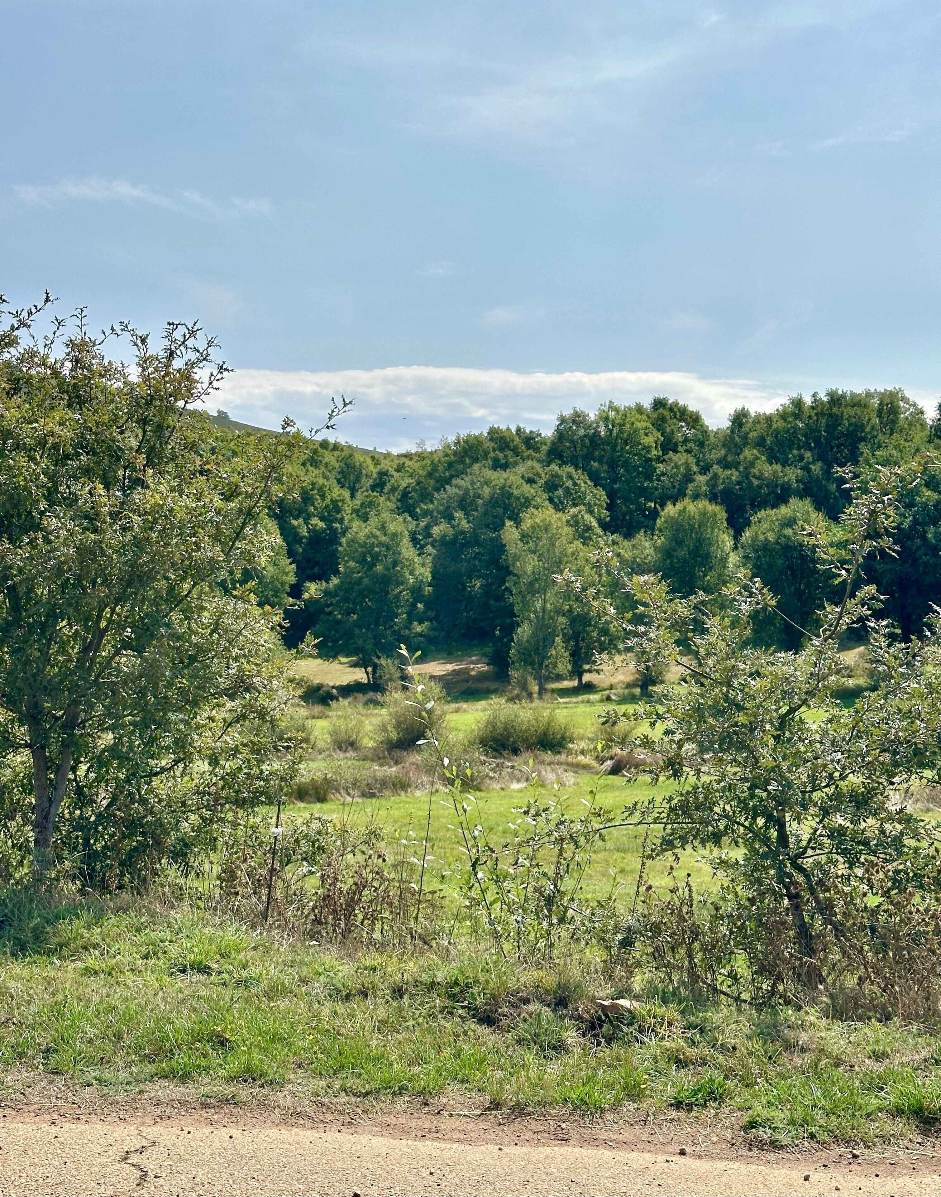A natural landscape with trees, grass, and a dirt path.