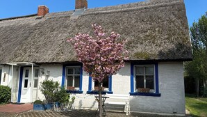 Ein traditionelles Reetdachhaus mit weißer Fassade und blauer Umrandung. Vor dem Haus liegt ein gepflasterter Innenhof mit einem Baum, der rosa Blüten trägt.