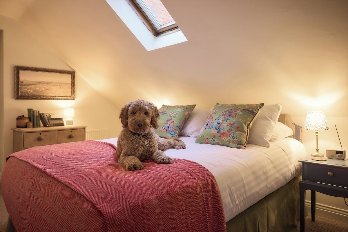 A dog sitting on a bed with a red blanket, a nightstand with a lamp, and a window above the bed.