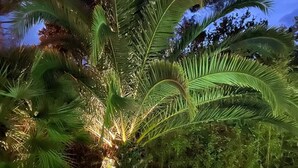 A palm tree with a bench and a chair in the foreground, a wooden fence in the background, and a clear sky. - Charming all-wood villa with heated pool -4 bedrooms -3 bathrooms (Biscarrosse)