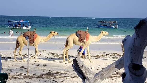 Two camels on a sandy beach with boats in the background. - Manyatta Azure Boutique Hotel (Diani Beach)