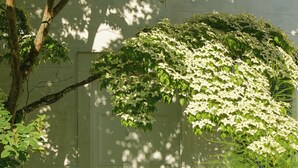 A garden with a white door, various plants, and a bird bath.
