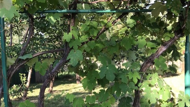 A vineyard with grapevines supported by a trellis system. - Lele Maria's Cottage (Arpașu de Sus)