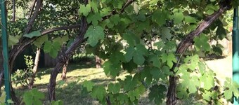 Lele Maria's Cottage