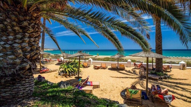A beach with palm trees, sun loungers, and umbrellas. - Sbh Costa Calma Palace (Pajara)