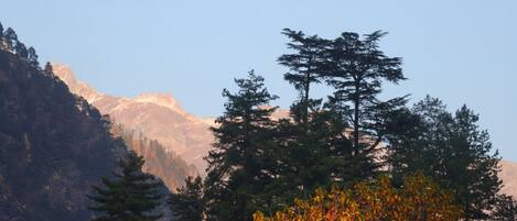 A mountainous landscape with evergreen trees and a clear sky.
