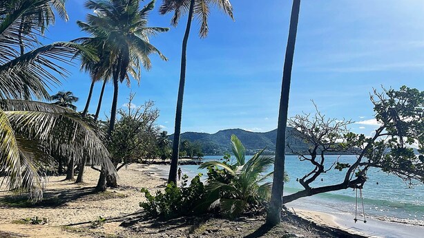 A beach with palm trees, a clear sky, and a view of the water. - KATAL waterfront - T2 Comfort - Elegance (Sainte-Luce)