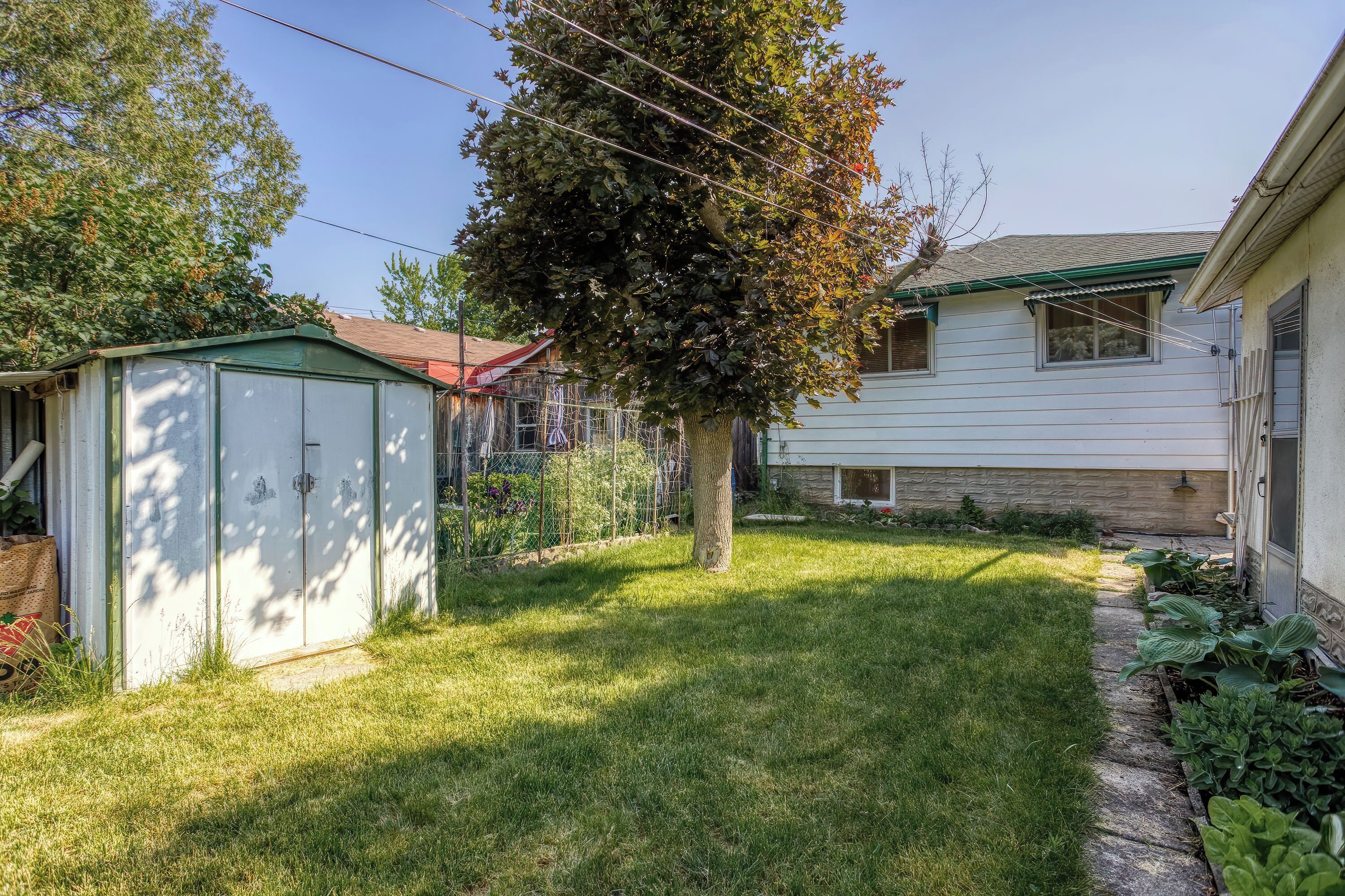 A residential backyard with a green shed, a tree, and a house with a white exterior and green roof.