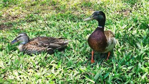 Two ducks on a grassy area. - Oceanfront, Friendly Sea Turtles, Epic Snorkeling! (Hilo)