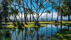 A serene lakeside setting with palm trees and a clear view of the ocean. - Oceanfront, Friendly Sea Turtles, Epic Snorkeling! (Hilo)