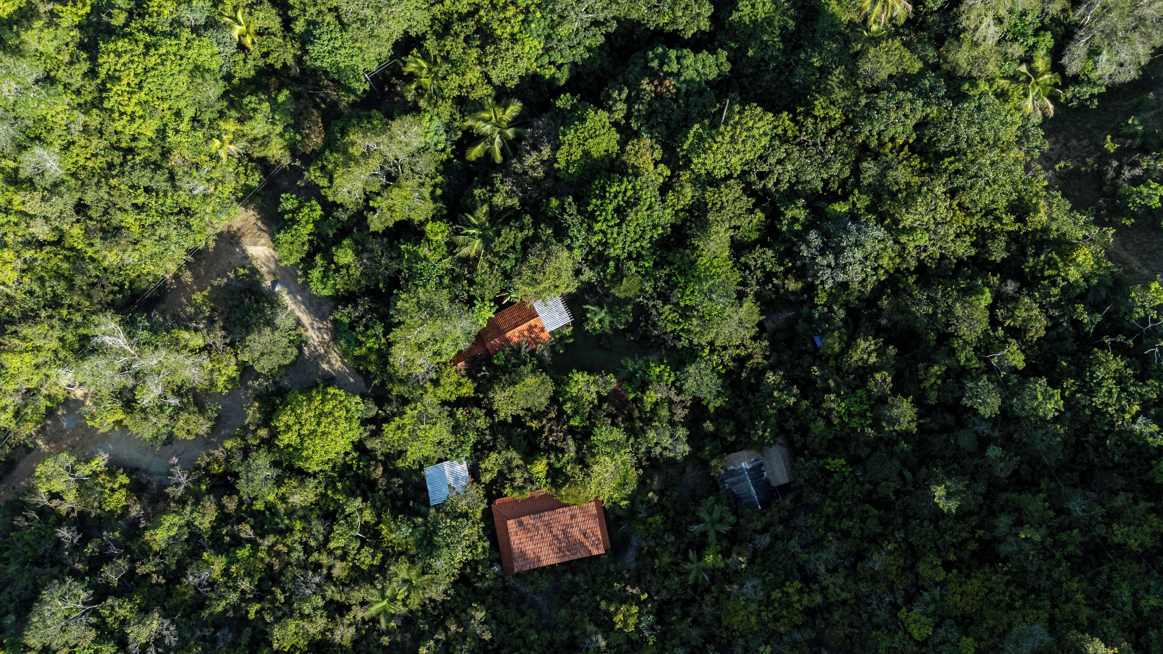 An aerial view of a forested area with two buildings with red roofs, surrounded by dense green foliage.